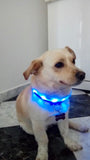 GLOW-IN-THE-DARK LED SAFETY COLLAR - uniqdog